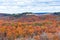 Mountain forest in late autumn