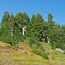 Mountain forest and meadow