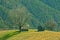 Mountain forest meadow and shepherd cottage