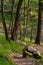 Mountain forest path hiking stone boulder rock walking woods wood green moss grass pathway mossy vertical walkpath woodland trees