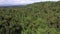 Mountain forest replete with full grown coconut trees. Drone aerial shot