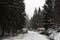 Mountain forest road covered in snow cut logs firewood