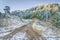 Mountain forest road with pine trees covered by frost