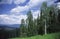 Mountain forest in Rocky Mountains