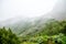 Mountain forest in thick clouds. national park of La Gomera Island. misty landscape