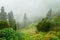 Mountain forest in thick clouds. national park of La Gomera Island. misty landscape