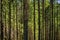 Mountain forest thicket of larch, pine and spruce trees in Tatra Mountains seen from the track to Morskie Oko lake in Poland