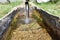 The mountain fountain and the wooden trough