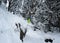 Mountain freeride skier jumping off cliff in deep snow