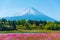 Mountain Fuji with Blurry foreground of pink moss sakura