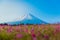 Mountain Fuji with Blurry foreground of pink moss sakura or cher