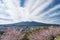 Mountain Fuji cherry blossom Japan spring season Landscape