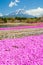 Mountain Fuji and pink moss field in spring