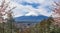 Mountain Fuji Sakura tree cherry blossom Japan spring season