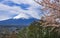 Mountain Fuji Sakura tree cherry blossom spring season Japan tourism