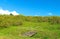 The mountain is full of tree marigold. On a bright sky.