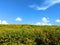 The mountain is full of tree marigold. On a bright sky.