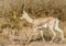 Mountain gazelle walking in the field