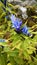 Mountain gentian blue violet