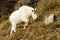 Mountain Goat