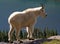 Mountain Goat Above Hidden Lake