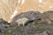 Mountain Goat Above Timberline