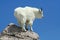 Mountain Goat Against a Clear Blue Sky