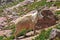 Mountain Goat, American Rockies