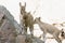 Mountain goat babies