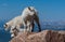 Mountain Goat Babies Scaling Rocks