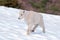 Mountain Goat - Baby on Hurricane Hill snowfield in Olympic National Park