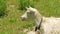 Mountain Goat Chewing Grass