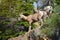 Mountain goat climbing on mountain