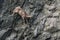 Mountain goat climbing on rock wall.