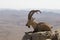 A mountain goat with curved big horns and a beard lies on a rock