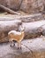 Mountain goat in Dallas Zoo