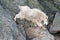 Mountain Goat descending Black Elk Peak [formerly Harney Peak] in Custer State Park in the Black Hills of South Dakota