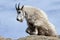 Mountain Goat getting up from resting on top of Harney Peak overlooking the Black Hills of South Dakota USA