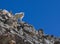 Mountain Goat on Grays Peak