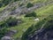 A mountain goat grazing above a cliff near grinnell glacier