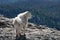 Mountain Goat on Harney Peak overlooking the Black Hills of South Dakota USA