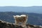 Mountain Goat on Harney Peak overlooking the Black Hills of South Dakota USA