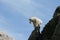 Mountain Goat on Harney Peak Spire