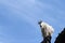 Mountain Goat on Harney Peak Spire