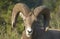 Mountain goat head detail. Alberta. Canada