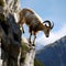 mountain goat , ibex perch on a rocky outcrop, overlooking a breathtaking landscape.