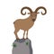 Mountain goat illustration for children