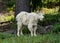 Mountain Goat in Jasper National Park