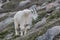 A Mountain Goat Juvenile in an Alpine Meadow