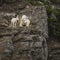 Mountain Goat Kid and Adult Look Down Cliff